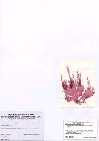藏品(Martensia fragilis Harvey)的圖片